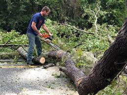 Best Arborist Consultation Services  in Seaside Heights, NJ