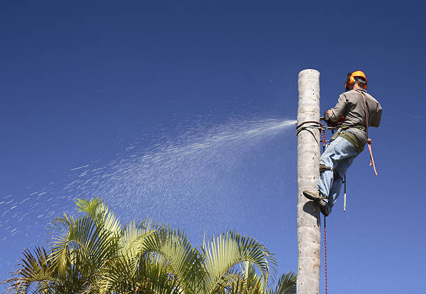 Best Tree Disease Treatment  in Seaside Heights, NJ