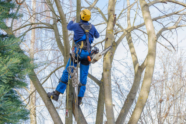 Seaside Heights, NJ Tree Services Company