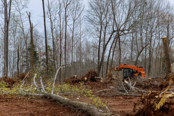 Best Stump Grinding and Removal  in Seaside Heights, NJ