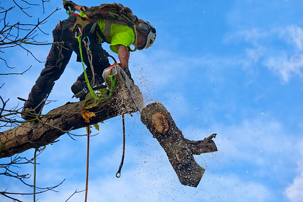 Best Storm Damage Tree Cleanup  in Seaside Heights, NJ