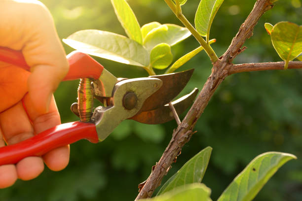 Best Fruit Tree Pruning  in Seaside Heights, NJ