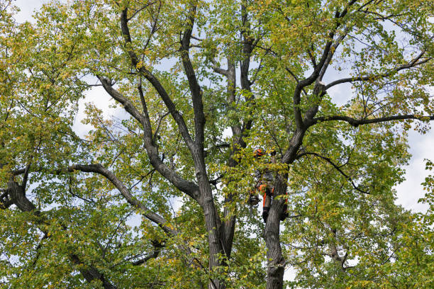 Best Tree Removal  in Seaside Heights, NJ